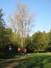 11hambachwald048.jpg