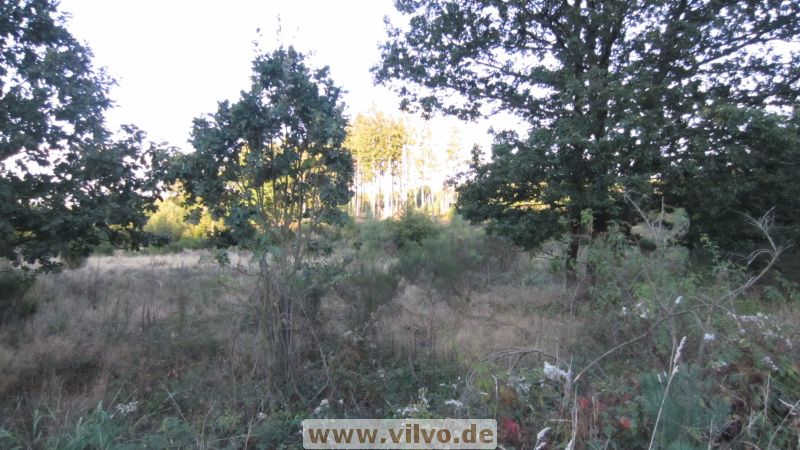 12pussy-run-2.0090.jpg
