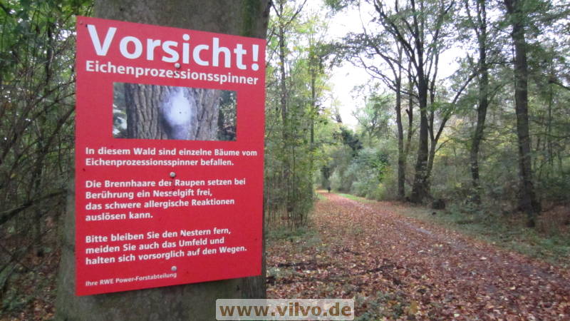 17hambachwald001.jpg 17hambachwald001.jpg