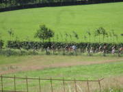 25steckenbornEiF010.jpg