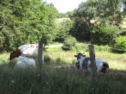 25steckenbornEiF162.jpg