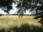 25steckenbornEiF254.jpg