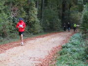 25hambachwald119.jpg