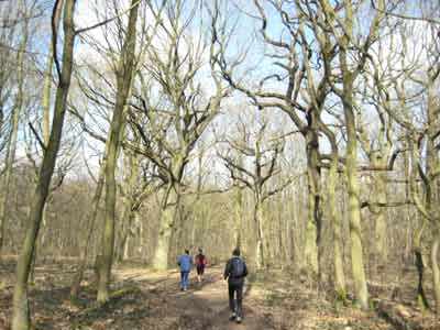 und noch mehr Wald